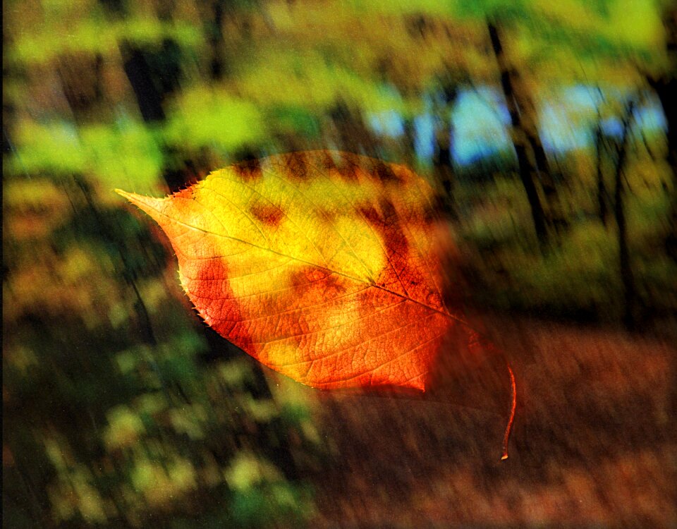 Tree foliage fall