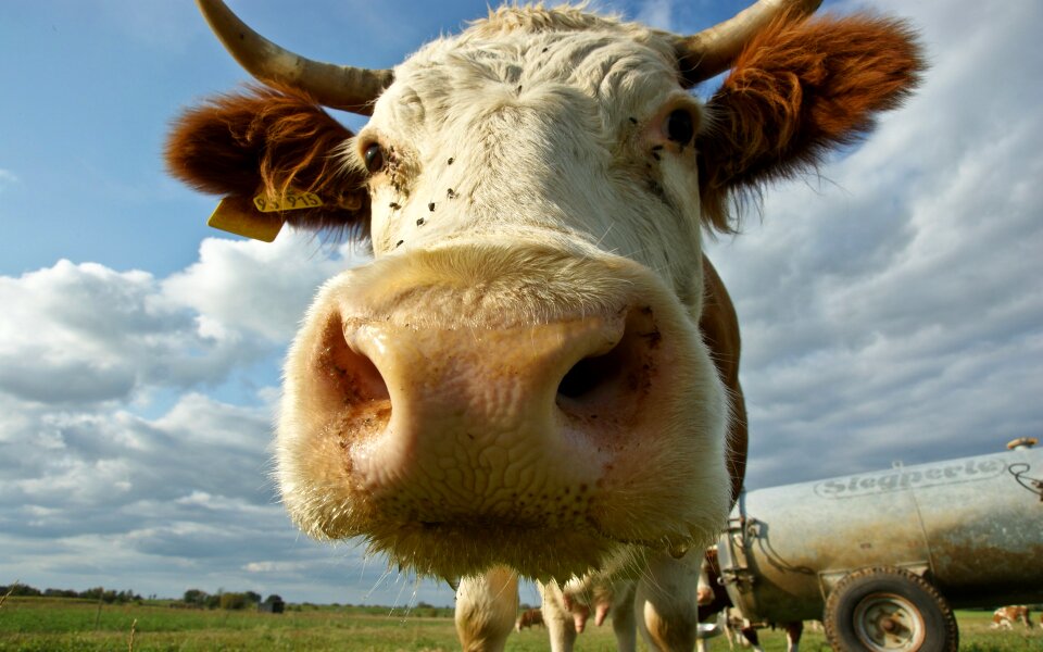 Sky pasture animals