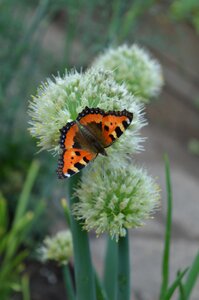 Onion butterfly garden