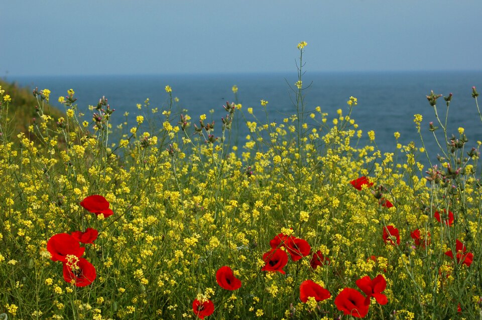 Summer silence landscape