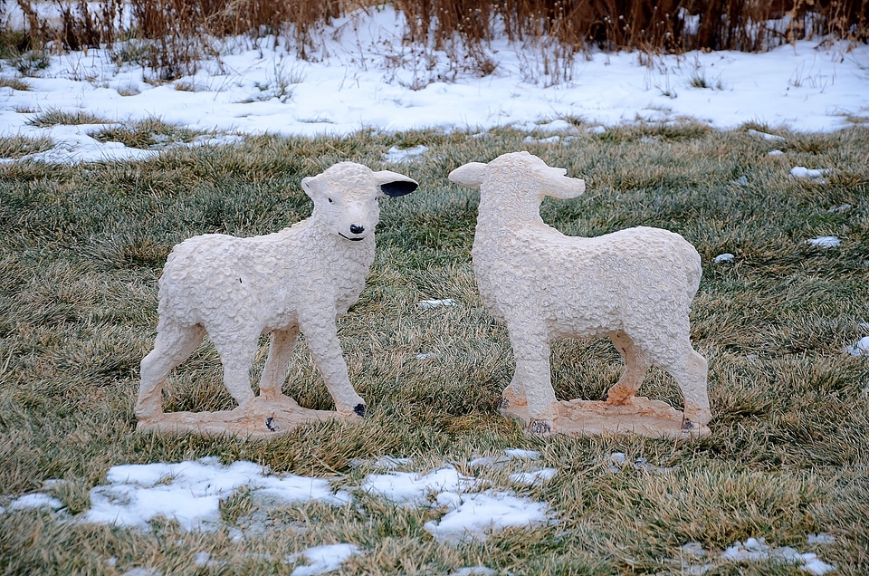 Grass animals cute