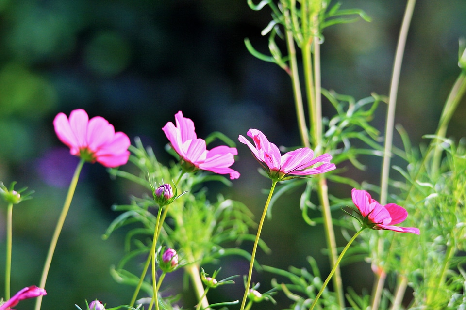 Garden cosmos mexican aster pink cosmos