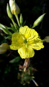 Small bloom 5 petals