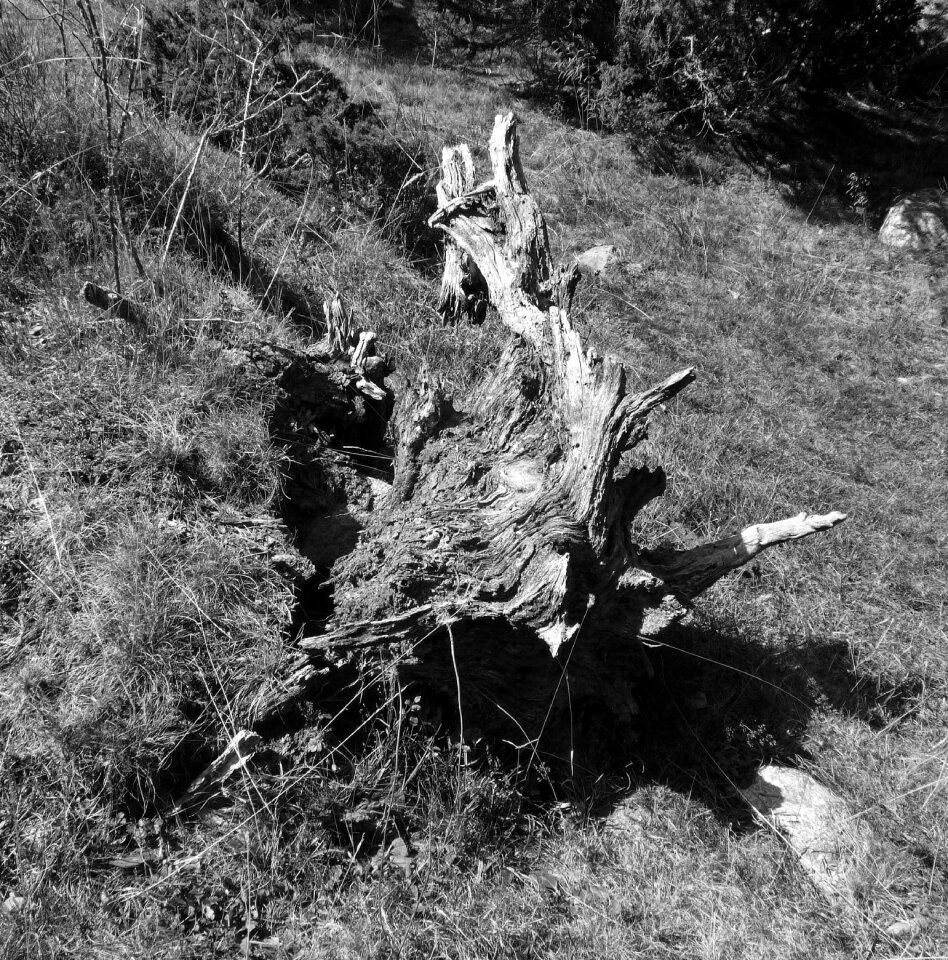 Black and white dry old