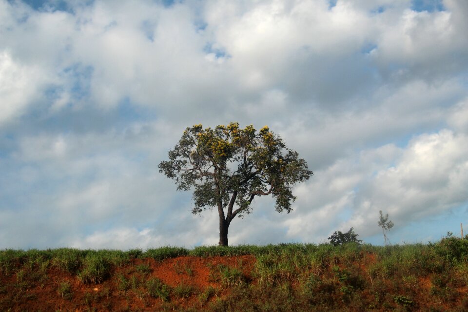 Nature trees clouds