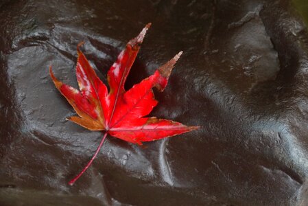 Red autumn leaves red leaf