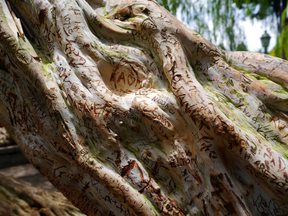 Bark scratched words