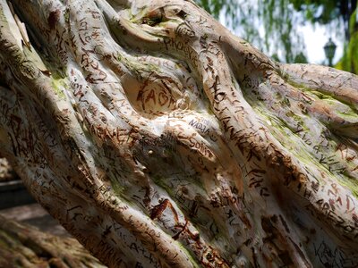 Bark scratched words