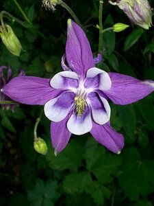 Purple flower summer flower