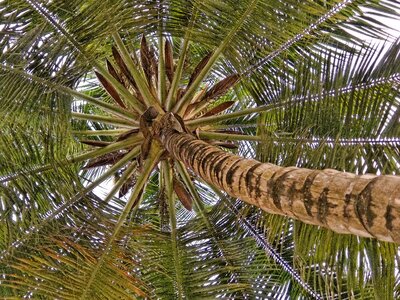 Tree tropical