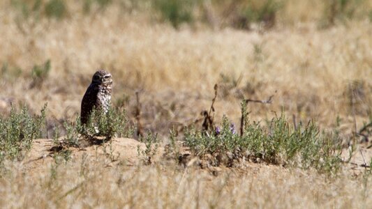 Wildlife burrowing standing