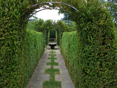 Ornamental hedge romantic photo