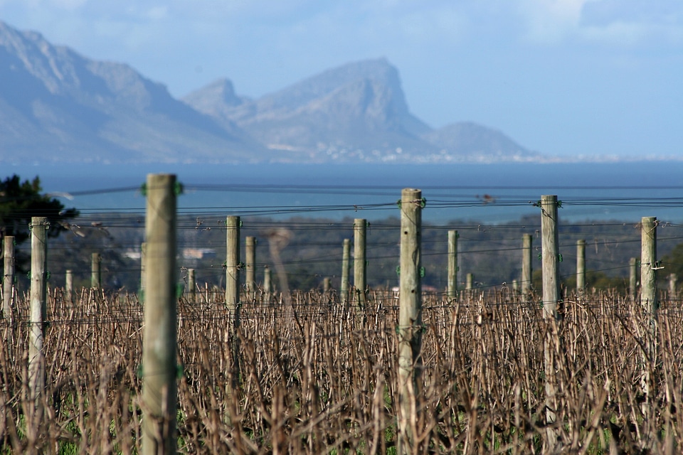 Stellenbosch south africa vineyard
