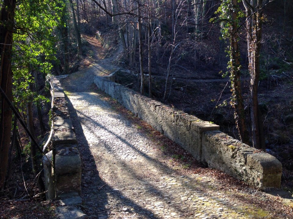 Forest trail walk