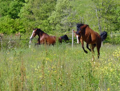 Pre horses breeding horses photo