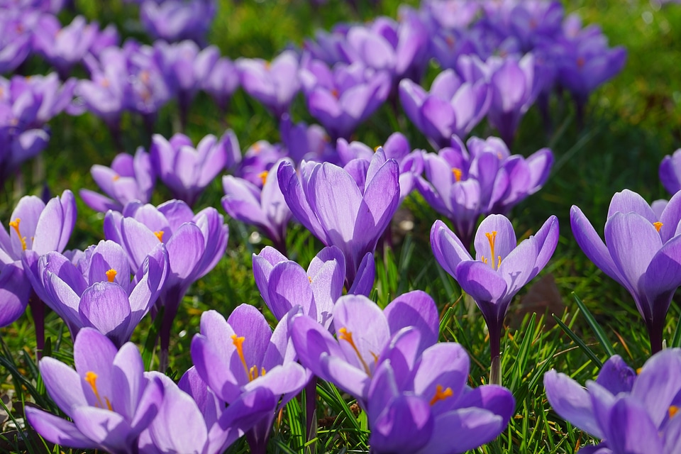 Spring frühlingsblüher violet