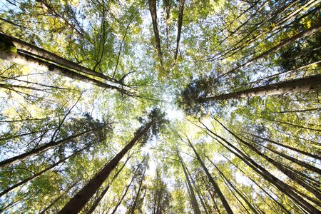 Lumber timber nature photo