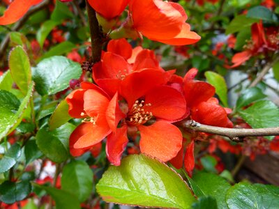 Ornamental shrub ornamental blossom photo