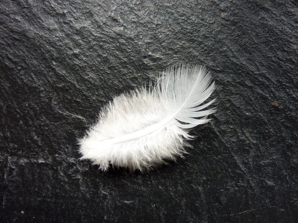 Slightly bird feather nature