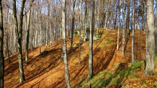 Landscape nature the national park
