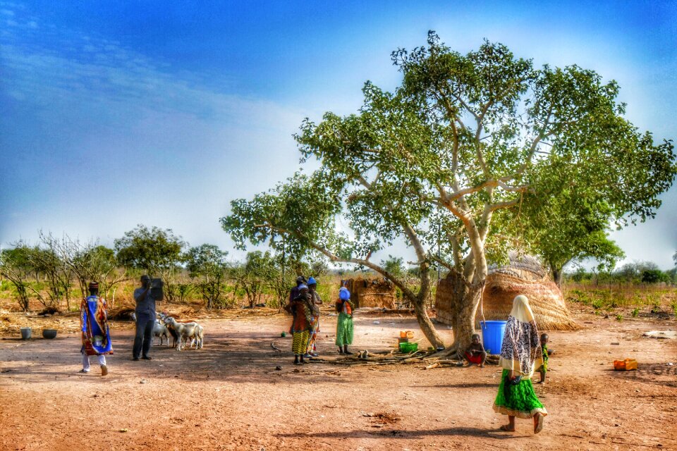 Live traditionally tree