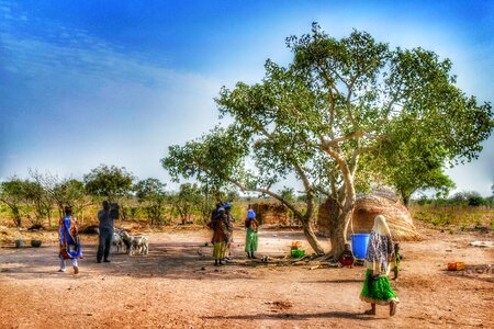 Live traditionally tree