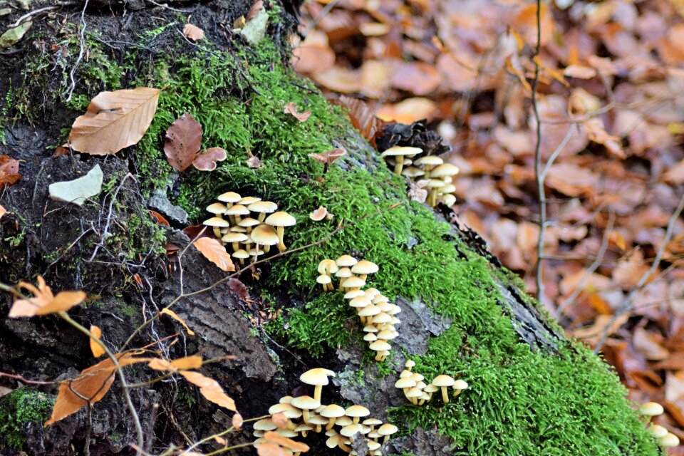 October deciduous forest nature