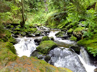Clammy moss waterfall photo