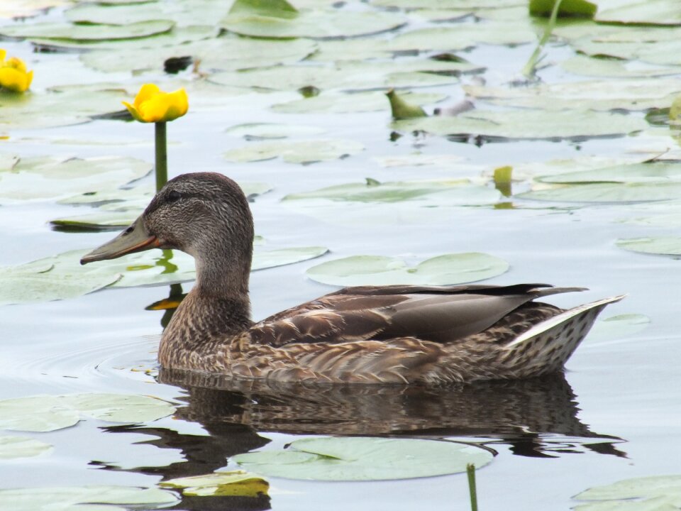 Pond swim lily pads