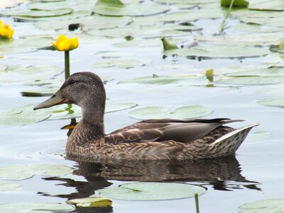 Pond swim lily pads photo