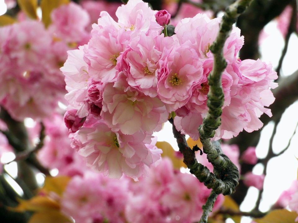 Tender spring green