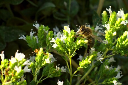 Bee marjoram foraging