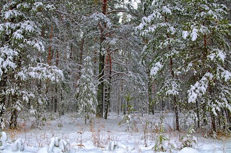 Winter forest trees nature photo