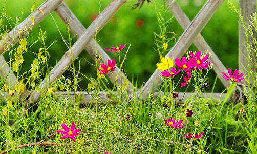 Spring brin fence