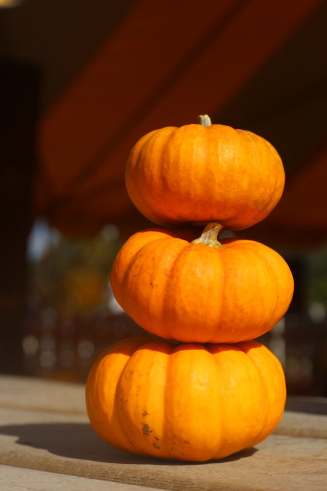 Halloween orange holiday