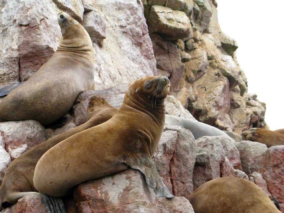 Paracas ballestas islands peru