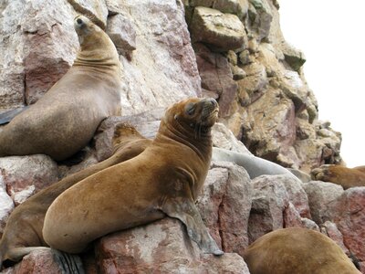 Paracas ballestas islands peru