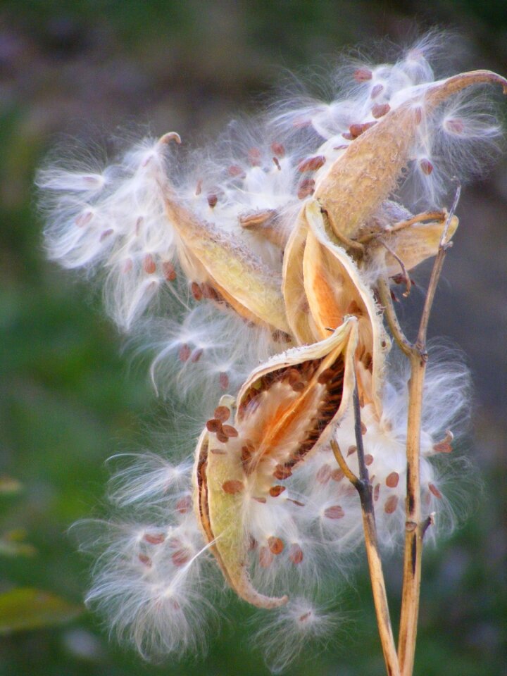 Fall plant seed