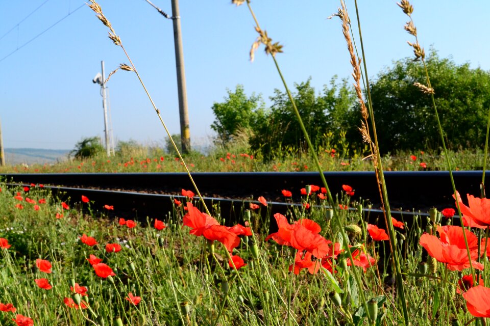 Grass railroad train