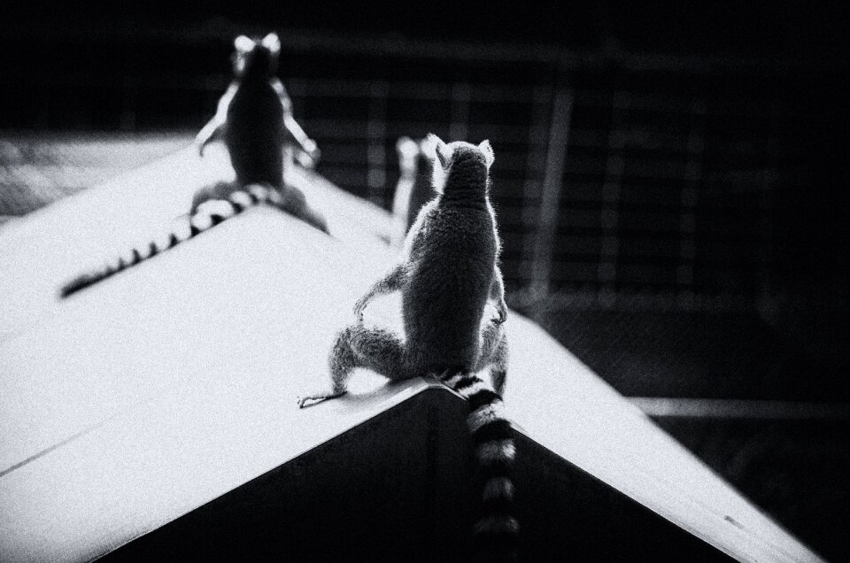 Morning sun black white rooftop