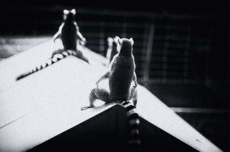 Morning sun black white rooftop