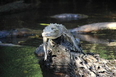 Animal world fauna young crocodile
