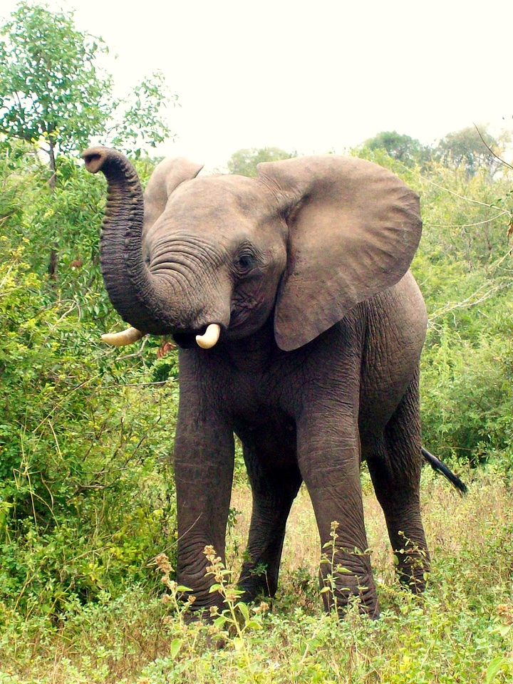 Elephant calf animal wildlife