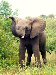 Elephant calf animal wildlife photo