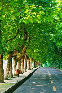 Road tree alley