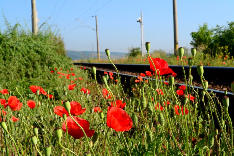 Train railroad transport