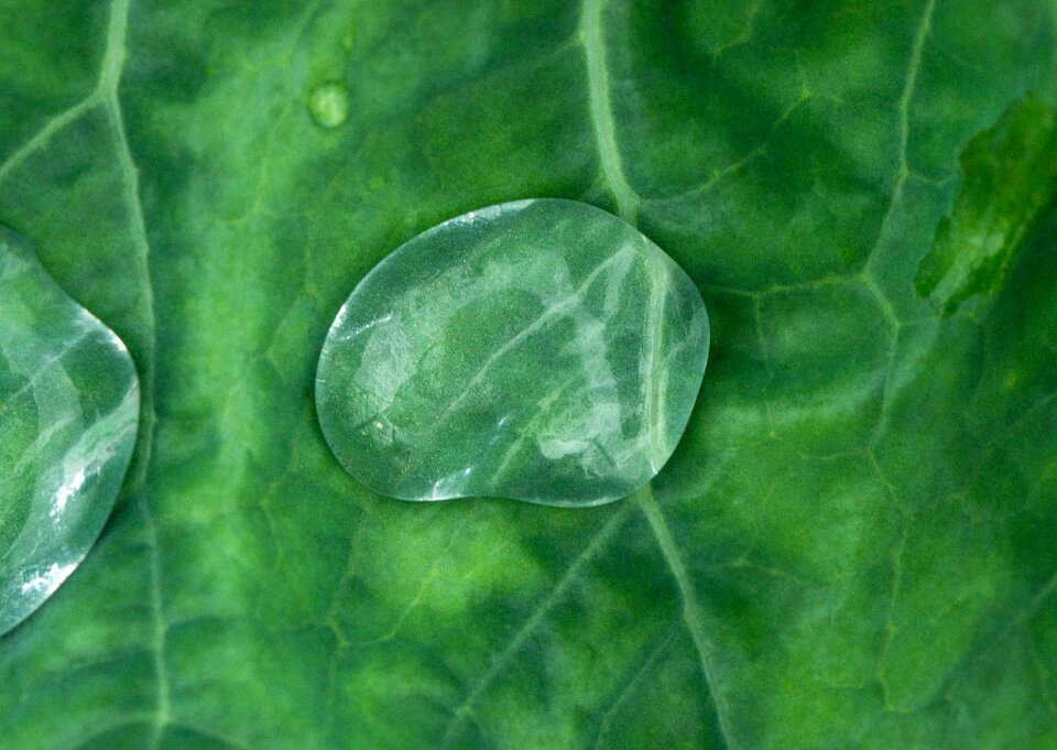 Nature drops leaves