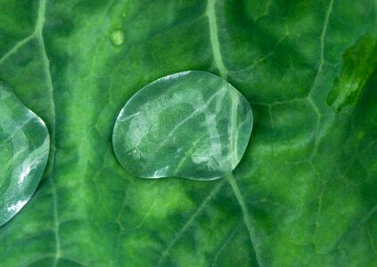Nature drops leaves