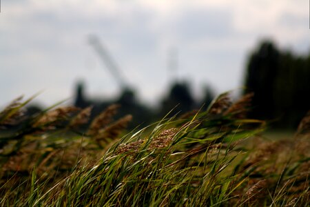 Wind windy halme