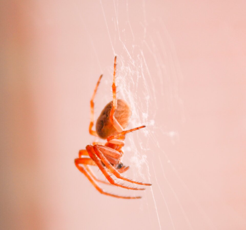 Insect web